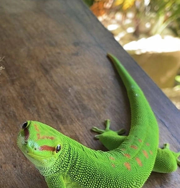 Madagascar21 - madagascar